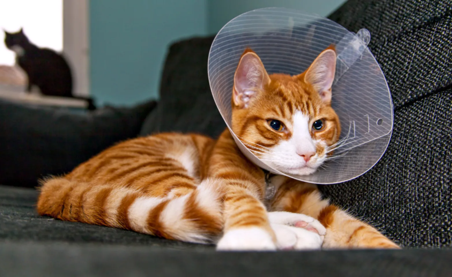 Orange Cat Sitting on a Couch with a Cone